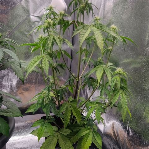 BluBee Auto (Done) growlog photo: Sie wächst hingegen langstielig, eher nicht buschig, sativatypisch obwohl es genau andersherum sein müsste aufgrund ihrer Strains.