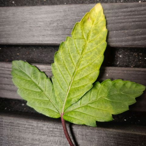 BluBee Auto (Done) growlog photo: Hängende Blätter seit ein paar Tagen, darauf geachtet nicht zu viel und zu wenig zu gießen. Nährstoffproblem ist es eigentlich auch nicht 🤔