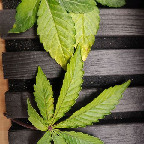 BluBee Auto (Done) growlog photo: Hängende Blätter seit ein paar Tagen, darauf geachtet nicht zu viel und zu wenig zu gießen. Nährstoffproblem ist es eigentlich auch nicht 🤔
