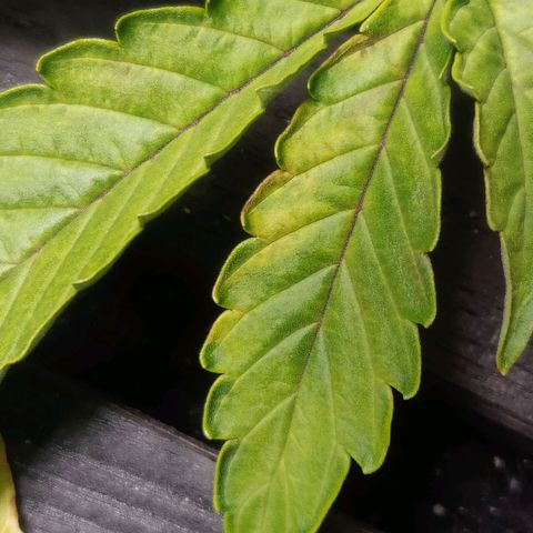 BluBee Auto (Done) growlog photo: Hängende Blätter seit ein paar Tagen, darauf geachtet nicht zu viel und zu wenig zu gießen. Nährstoffproblem ist es eigentlich auch nicht 🤔