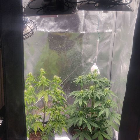 BluDreamy Auto (Done) growlog timeline photo