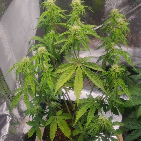 BluBee Auto (Done) growlog timeline photo