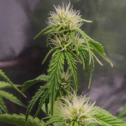BluBee Auto (Done) growlog timeline photo