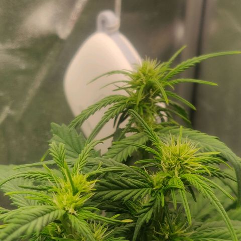 BluDreamy Auto (Done) growlog timeline photo