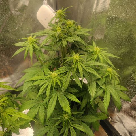 BluDreamy Auto (Done) growlog timeline photo