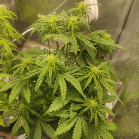 BluDreamy Auto (Done) growlog timeline photo