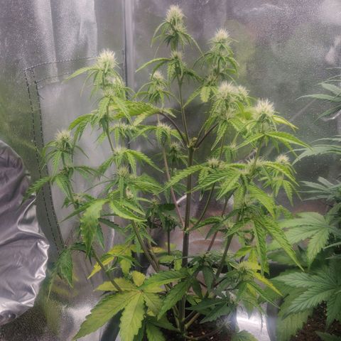 BluBee Auto (Done) growlog photo: Weißt aktuell immer mehr Nährstoffe, oder PH Probleme auf. Nach Messung des PH's festgestellt, dass der Boden bzw. das Gießwasser zu alkalisch ist. Daher gebrühten Früchtetee als Kompost zum verringern des Gieswassers verwendet um Ebenfalls ein paar Überflüssige Nährstoffe durch Dünger zu entfernen und PH des Bodens zu Regulieren 
