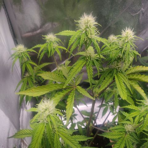 BluBee Auto (Done) growlog photo: Weißt aktuell immer mehr Nährstoffe, oder PH Probleme auf. Nach Messung des PH's festgestellt, dass der Boden bzw. das Gießwasser zu alkalisch ist. Daher gebrühten Früchtetee als Kompost zum verringern des Gieswassers verwendet um Ebenfalls ein paar Überflüssige Nährstoffe durch Dünger zu entfernen und PH des Bodens zu Regulieren 