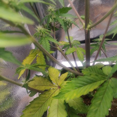 BluBee Auto (Done) growlog photo: Weißt aktuell immer mehr Nährstoffe, oder PH Probleme auf. Nach Messung des PH's festgestellt, dass der Boden bzw. das Gießwasser zu alkalisch ist. Daher gebrühten Früchtetee als Kompost zum verringern des Gieswassers verwendet um Ebenfalls ein paar Überflüssige Nährstoffe durch Dünger zu entfernen und PH des Bodens zu Regulieren 