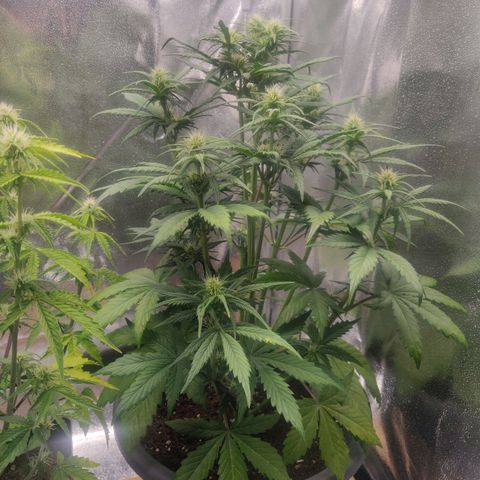 BluDreamy Auto (Done) growlog photo: Hier hält es sich, vermutlich aufgrund des Topfes mit den Schäden in Grenzen.