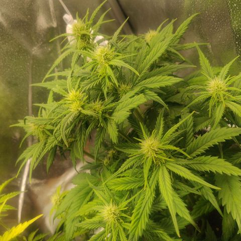 BluDreamy Auto (Done) growlog photo: Hier hält es sich, vermutlich aufgrund des Topfes mit den Schäden in Grenzen.