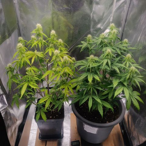 BluDreamy Auto (Done) growlog timeline photo