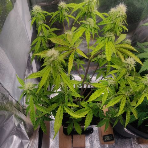 BluBee Auto (Done) growlog photo: Heute mit ph 6,5 gießwasser gegossen um evtl. Schäden zu begradigen.