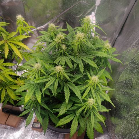 BluDreamy Auto (Done) growlog photo: Die kleine ist auch schon fleißig am Buds Produzieren. Demnächst etwas defoliaten, damit mehr Energie in Budproduction fließt.
Wachstum sieht aktuell noch in Ordnung aus.
Dünger heute weitestgehend weggelassen nur ph 6,5er Wasser.