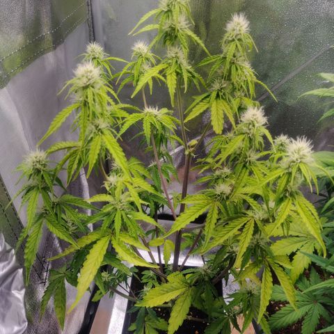 BluBee Auto (Done) growlog timeline photo