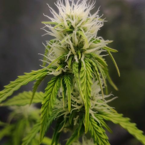 BluBee Auto (Done) growlog timeline photo