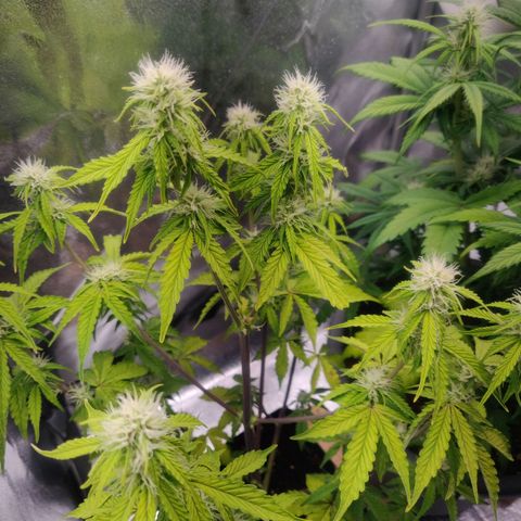 BluBee Auto (Done) growlog timeline photo
