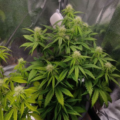 BluDreamy Auto (Done) growlog timeline photo