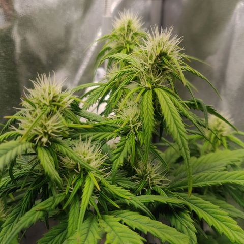 BluDreamy Auto (Done) growlog timeline photo