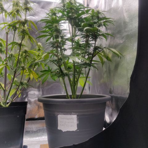 BluDreamy Auto (Done) growlog timeline photo