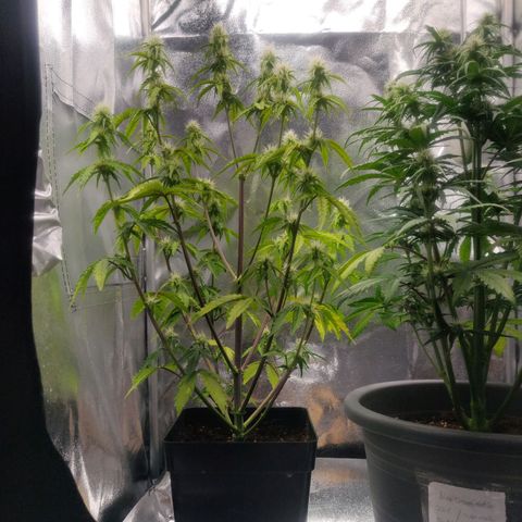 BluBee Auto (Done) growlog timeline photo