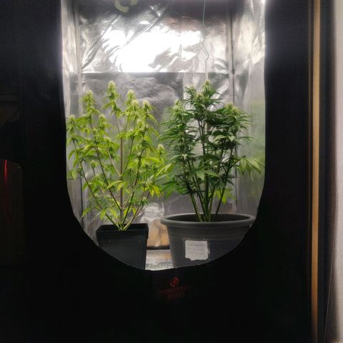 BluDreamy Auto (Done) growlog timeline photo