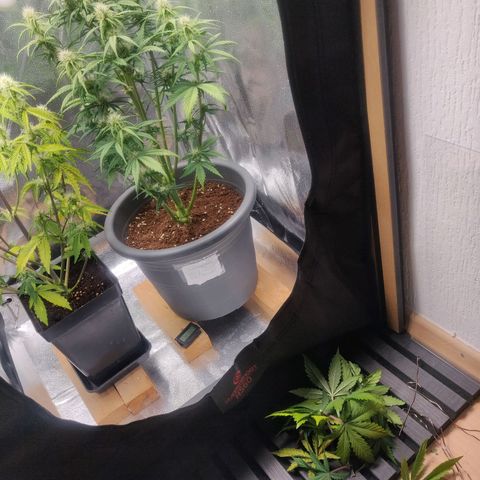 BluDreamy Auto (Done) growlog photo: Erste defoliation vorgenommen 