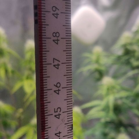 BluDreamy Auto (Done) growlog photo: Plants in Woche 6 mittlerweile zwischen 48cm und 54cm hoch