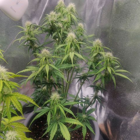 BluDreamy Auto (Done) growlog timeline photo