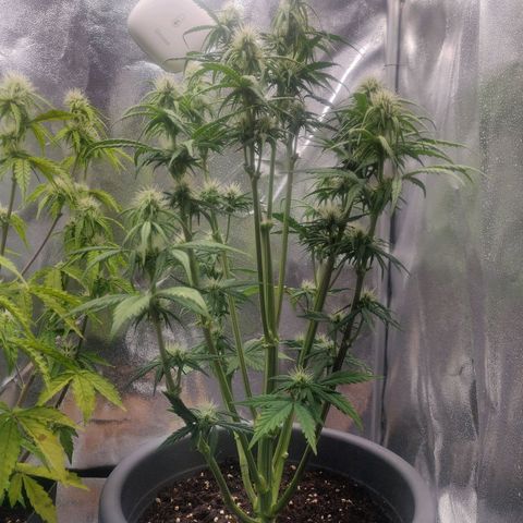BluDreamy Auto (Done) growlog timeline photo