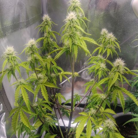 BluBee Auto (Done) growlog timeline photo