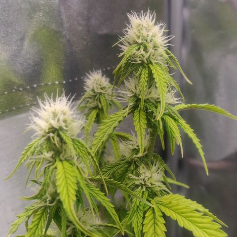 BluBee Auto (Done) growlog timeline photo