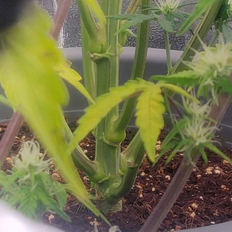 BluDreamy Auto (Done) growlog photo: Übrigens mega fetter Stamm. Glaube der bisher fetteste von allen Grows bisher. Safe 1 - 1,75cm Durchmesser.