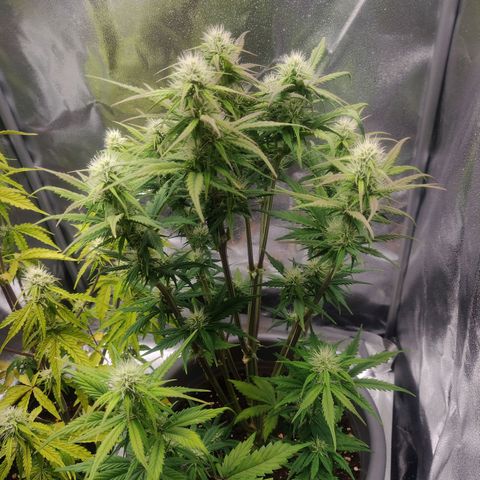 BluDreamy Auto (Done) growlog timeline photo