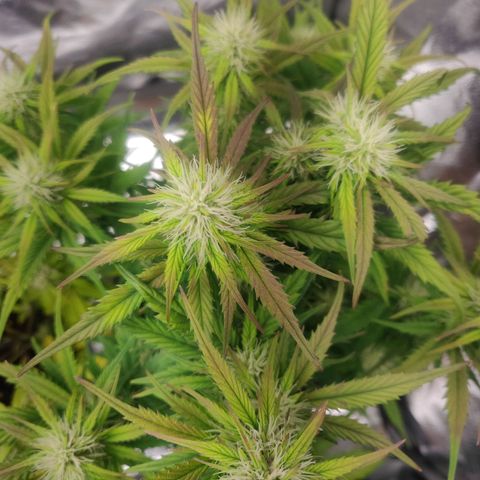 BluDreamy Auto (Done) growlog timeline photo