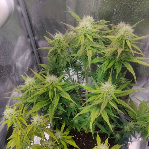 BluDreamy Auto (Done) growlog timeline photo
