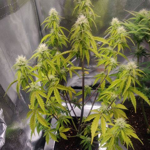 BluBee Auto (Done) growlog timeline photo
