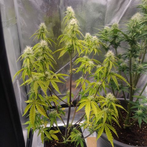 BluBee Auto (Done) growlog timeline photo