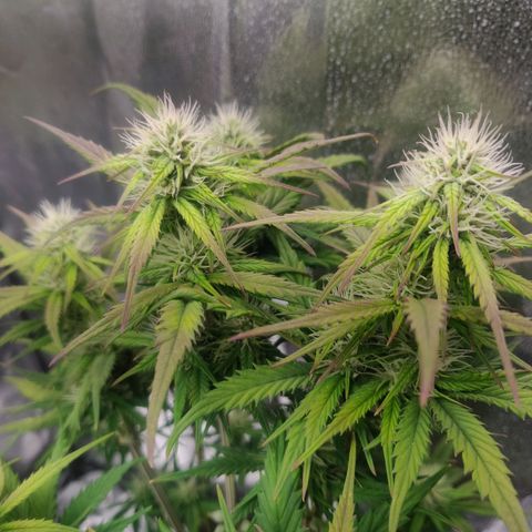 BluDreamy Auto (Done) growlog timeline photo