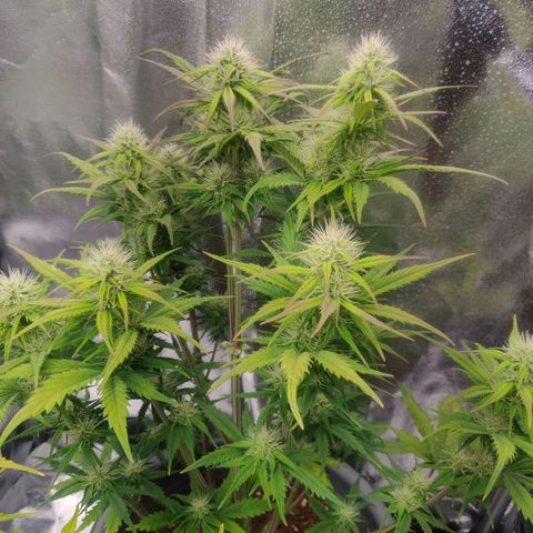 BluDreamy Auto (Done) growlog timeline photo