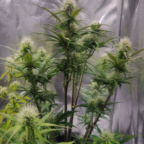 BluDreamy Auto (Done) growlog timeline photo