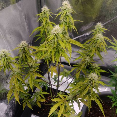 BluBee Auto (Done) growlog photo: Wachstum schwächelt, vermutlich durch zu viel Stress in der letzten Zeit.