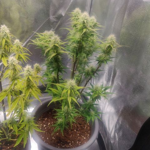 BluDreamy Auto (Done) growlog photo: Heute nochmal überflüssige große Fan leafs entfernt, vermutlich das vorletzte mal. Einmal noch, wenn die buds angeschwollener sind.