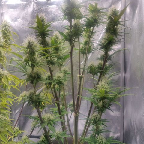 BluDreamy Auto (Done) growlog photo: Heute nochmal überflüssige große Fan leafs entfernt, vermutlich das vorletzte mal. Einmal noch, wenn die buds angeschwollener sind.