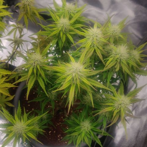 BluDreamy Auto (Done) growlog photo: Heute nochmal überflüssige große Fan leafs entfernt, vermutlich das vorletzte mal. Einmal noch, wenn die buds angeschwollener sind.