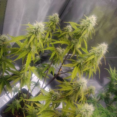 BluBee Auto (Done) growlog photo: Sie setzt jetzt auch langsam mit Budproduktion nach.