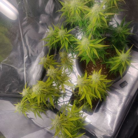 BluBee Auto (Done) growlog photo: Sie setzt jetzt auch langsam mit Budproduktion nach.