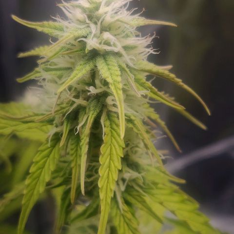 BluBee Auto (Done) growlog photo: Sie setzt jetzt auch langsam mit Budproduktion nach.