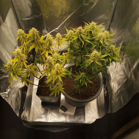 BluDreamy Auto (Done) growlog timeline photo