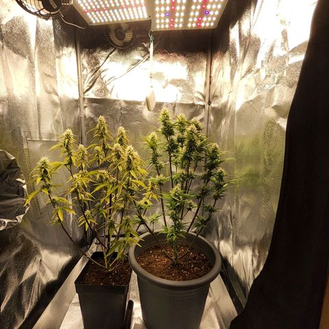 BluDreamy Auto (Done) growlog timeline photo